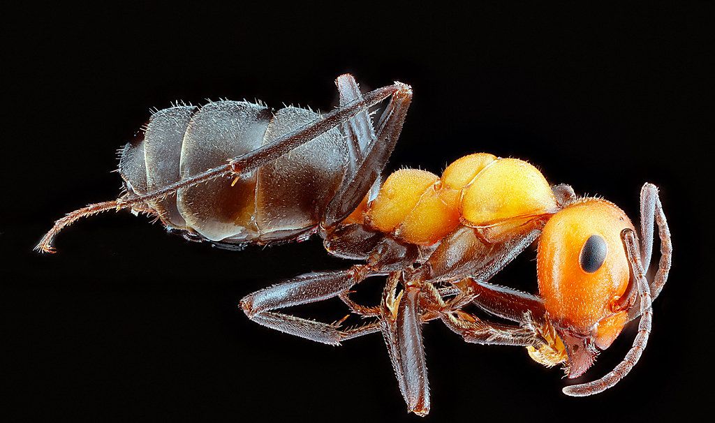 Ant Control service in Laguna Niguel, CA