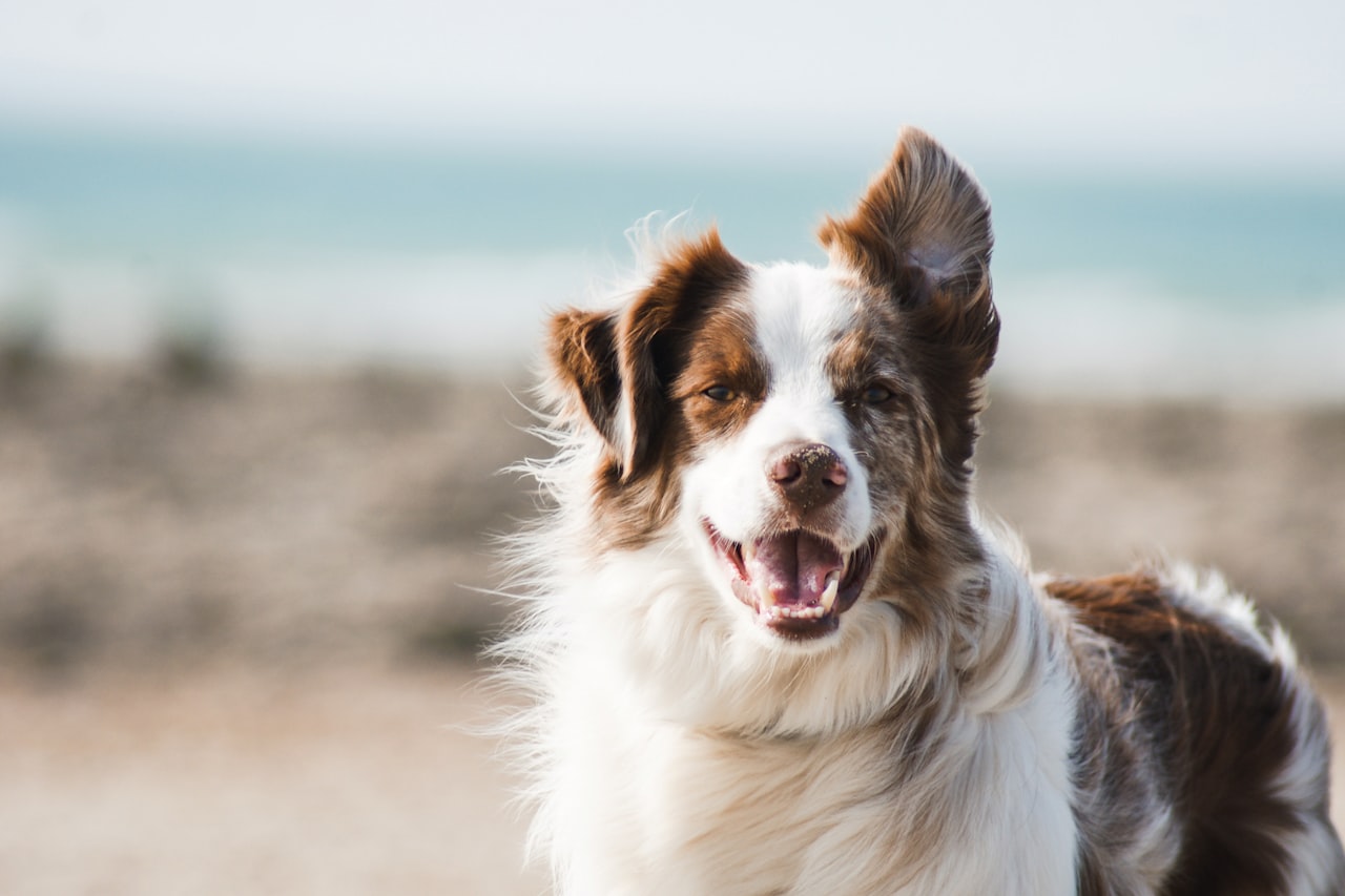 Flea & Tick Control service in Laguna Niguel, CA