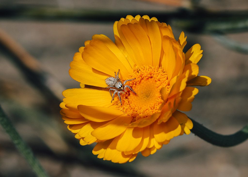 Spider Control service in Laguna Niguel, CA